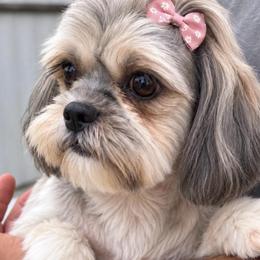 Stella - Shih Tzu