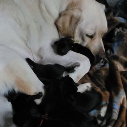 Labrador Retriever All Grown Up from Hearthside Labradors