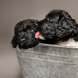 Labradoodle and Poodle Puppies from Leebrick Labradoodles