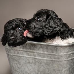 Labradoodle and Poodle Puppies from Leebrick Labradoodles