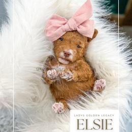 Elsie - Red  female Goldendoodle puppy in Cedar City, Utah from Cedar Doodles- Home of the Teddybear Goldendoodle