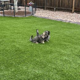 Tibetan Spaniel Puppies from Snowpine Ranch