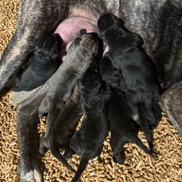 Male 3 - Black male Cane Corso puppy in Cashion, Oklahoma from APEXOK Cane Corsos LLC
