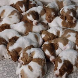 Boy 4 - Orange and white male Brittany puppy in Georgia from Edenbright Brittanys