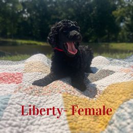 Liberty (Red) - Silver female Poodle puppy in West Monroe, Louisiana from Diamond M Poodles and Doodles