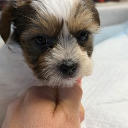 Chase - Black & tan tri-color male Morkie puppy in Florence, Kentucky from 4paws4ever by Design