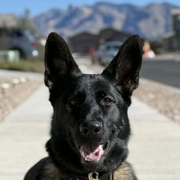Chelsea - German Shepherd