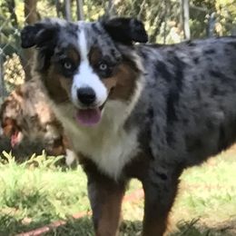 Sydney - Miniature Australian Shepherd
