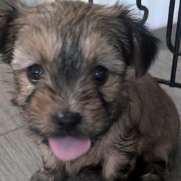 Yorkshire Terriers from Jenn's Yorkie Poo's