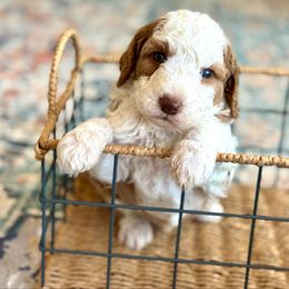 Sunny - Yellow and white male Bernedoodle puppy in Santa Barbara, California from K+C Doodles