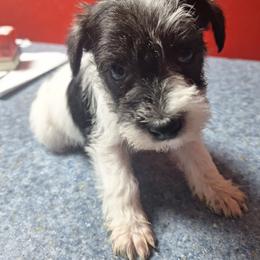Oreo - Parti male Miniature Schnauzer puppy in Warrenville, South Carolina from All Paws Pet Resort