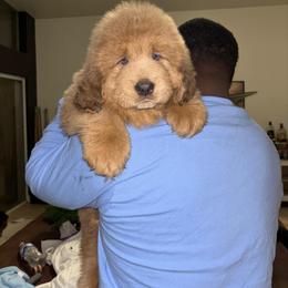 Tibetan Mastiff puppies from Crown Lion Kennels