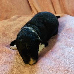 Frankincense aka Frankie - Black and white male Border Collie puppy in Keller, Texas from Bordercollieblues