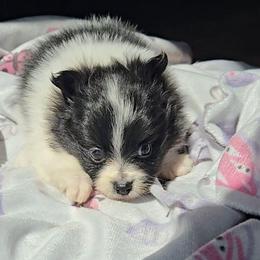 Anastasia - Black parti female Pomeranian puppy in Newport News, Virginia from Itty Bitty Poms