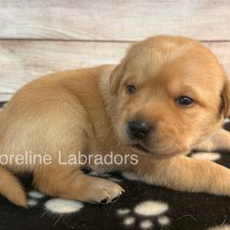 Yellow - Yellow female Labrador Retriever puppy in Moyock, North Carolina from Shoreline Labradors