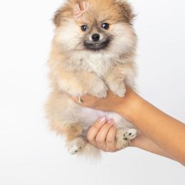 Pomeranian Puppies from Canine Charm & Co