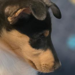 Stitchtight - Black white and tan female Collie puppy in Oregon City, Oregon from Laurelee Collies