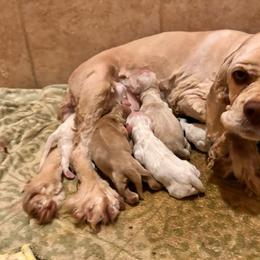 Zoey - Cocker Spaniel