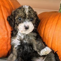 Poodles from Carltons Precious Poodles
