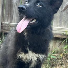 Siberian Husky puppies from Shinko Siberians