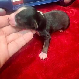 Elise - Black tri female Toy Australian Shepherd puppy in Miami, Oklahoma from HighEnd Aussies