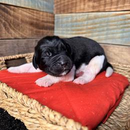 Nestle - White and black male Newfoundland puppy in Tully, New York from Bear Paw Newfoundlands