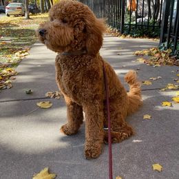 Goldendoodle All Grown Up from Penny_redminigoldendoodles7