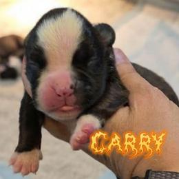 Flashy brindle girl - Brindle female Boxer puppy in Red Boiling Springs, Tennessee from Silver Rain