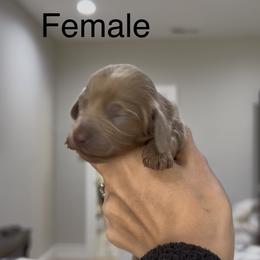 Dachshund Puppies from Double T Dachshunds