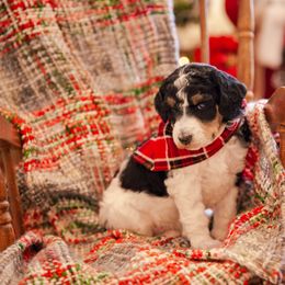 Poodle Puppies from Setting the Standard Poodles