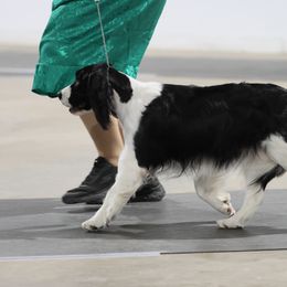 English Springer Spaniel All Grown Up from LLEWELLYN FARMS ENGLISH SPRINGER SPANIELS