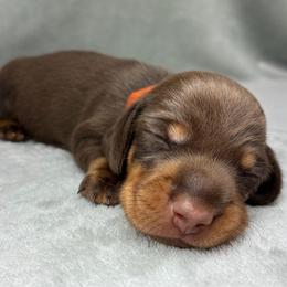Male 2 - Chocolate and tan male Dachshund puppy in Birmingham, Alabama from LongBottomDachshunds
