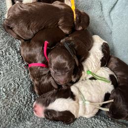 Labradoodles from The Lovadoodles of Texas