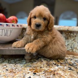 "English Goldendoodle Puppy from Moss Creek Goldendoodles" Goldendoodle and Schnoodle Puppies from Moss Creek Goldendoodles