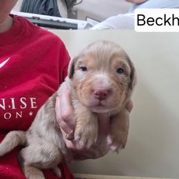 Beckham FIFA - Red merle male Australian Shepherd puppy in Solon, Maine from Mountain Range Australian Shepherds