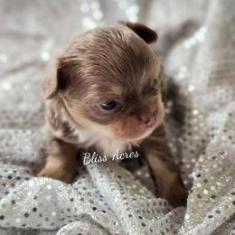 Jewel - Blue and white female Chihuahua puppy in Ponca City, Oklahoma from Bliss Acres Farm