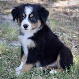 Doc - Black tri male Miniature Australian Shepherd puppy in Evant, Texas from Lazy VT Bar Ranch