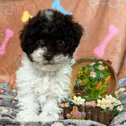 Nina - Parti female Poodle puppy in Pounding  Mill, Virginia from Rosa's Chihuahuas