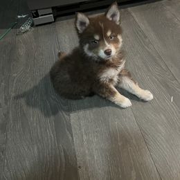 Boy 4 - Pomsky puppy in Milan, Michigan from ASC Pomsky