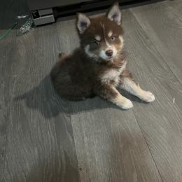 Boy 4 - Pomsky puppy in Milan, Michigan from ASC Pomsky