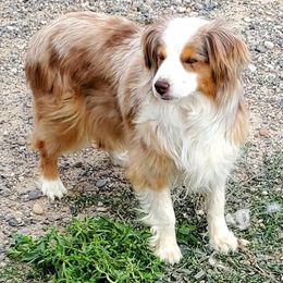 Miniature American Shepherd and Miniature Australian Shepherd All Grown Up from War Eagle Kennel