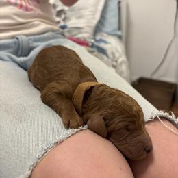 Brown Collar Boy - Red  male Poodle puppy in Grandview, Tennessee from FurEver Poodles