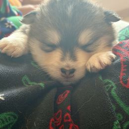 Nala - Black and white female Pomsky puppy in Grandview, Washington from Alyssa’s Pomskies