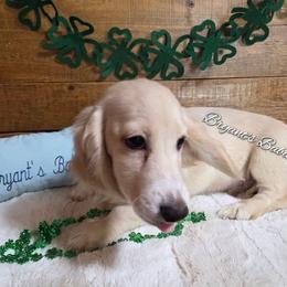 Cream baby boy - Cream male Dachshund puppy in Girard, Illinois from Bryant's Babies