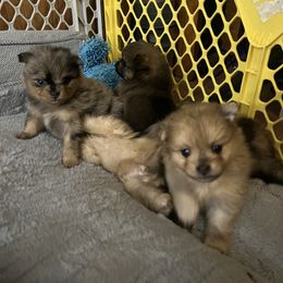 Pomeranian Puppies from Twistedly Sweet Poms