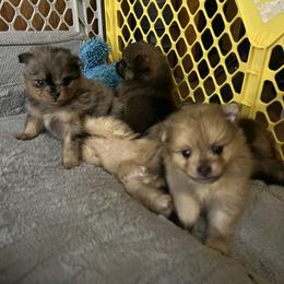 Pomeranian Puppies from Twistedly Sweet Poms