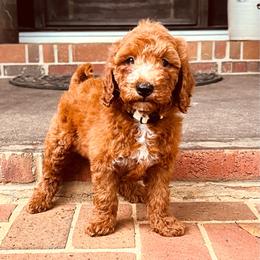Cream collar - Red  female Goldendoodle puppy in Inman, South Carolina from Grace Filled Golden’s
