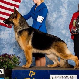 German Shepherds from Starlings German Shepherd