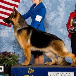 German Shepherds from Starlings German Shepherd