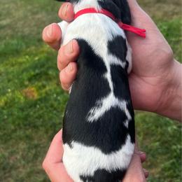 Red collar - White and black male English Springer Spaniel puppy in Sterling, Michigan from Springerdoodles In MI